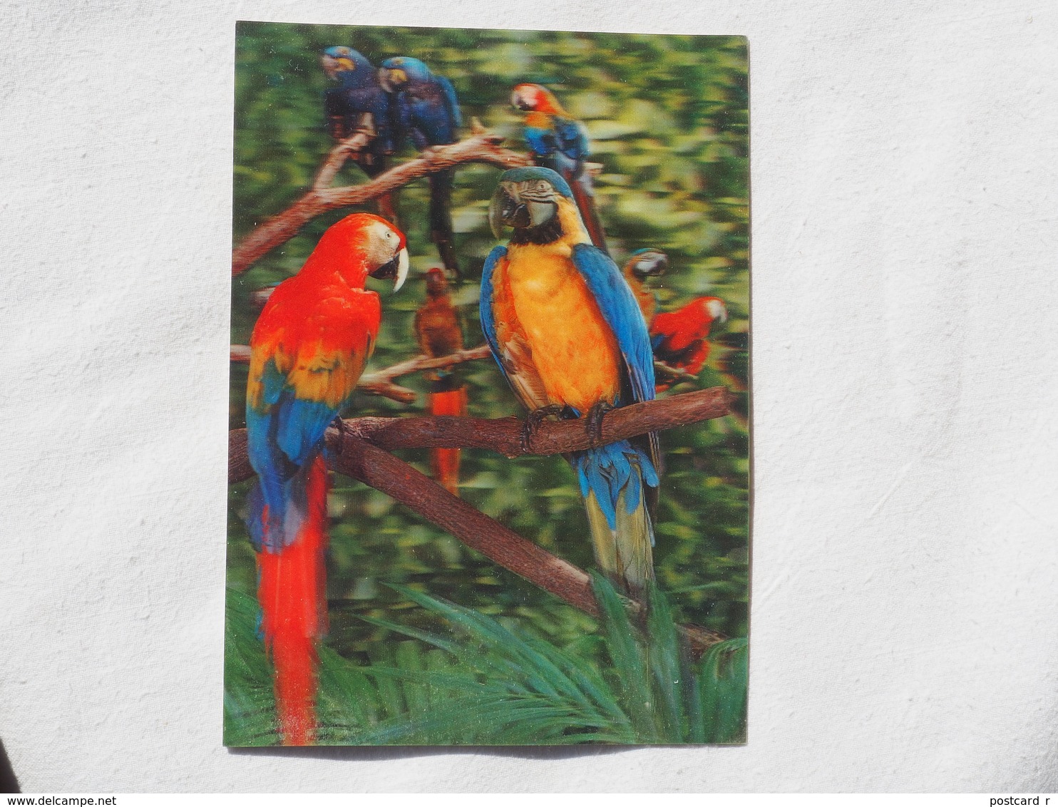 3d 3 D Lenticular Stereo Postcard Parrots  Toppan Japan 1976   A 190 - Cartes Stéréoscopiques