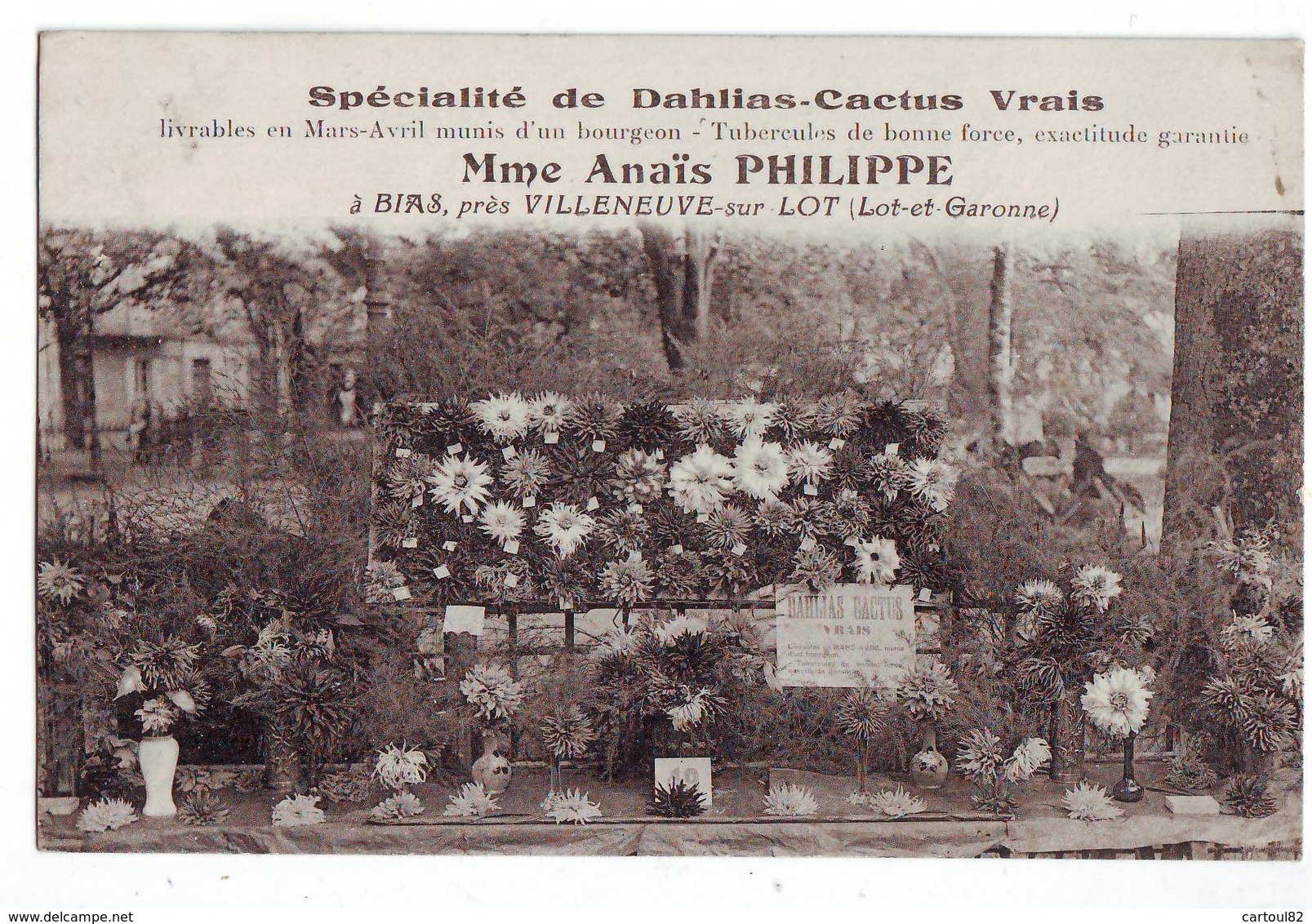 25 RE CPA Bias Fleuriste Anais Philippe Spécialité Dalhias Cactus - Other & Unclassified