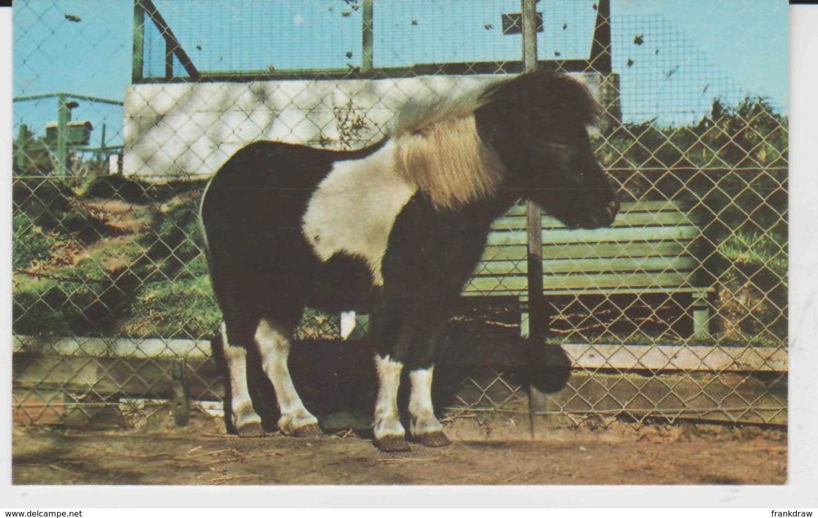 Postcard - Shetland Pony, Cromer Zoo - Card No.r.44 -  Unused Very Good - Unclassified