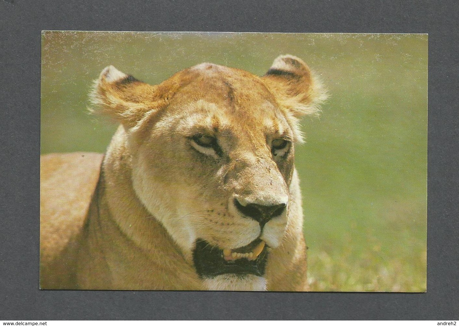 ANIMAUX - ANIMALS - LIONESS NGORONGORO CRATER - LION - PHOTO NEIL BAKER - Lions