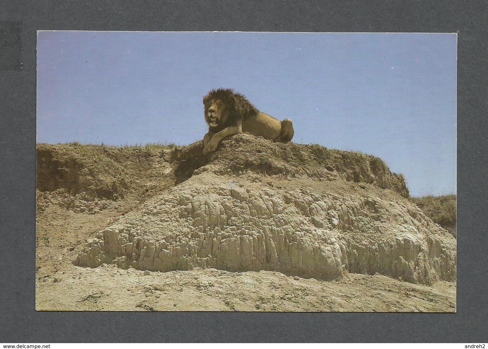 ANIMAUX - ANIMALS - BLACK MANED LION - PHOTO NEIL BAKER - Lions