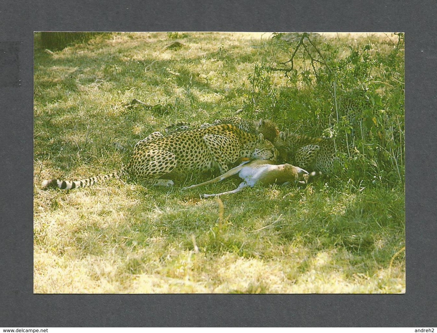 ANIMAUX - ANIMALS - CHEETAHS FEASTING ON A GAZELLE - GUÉPARDS - PHOTO KCL - Lions