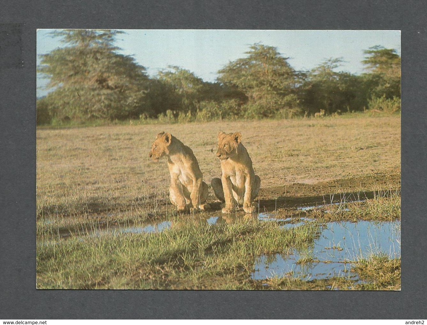 ANIMAUX - ANIMALS - LIONESSES - LIONS - PHOTO POLO - Lions