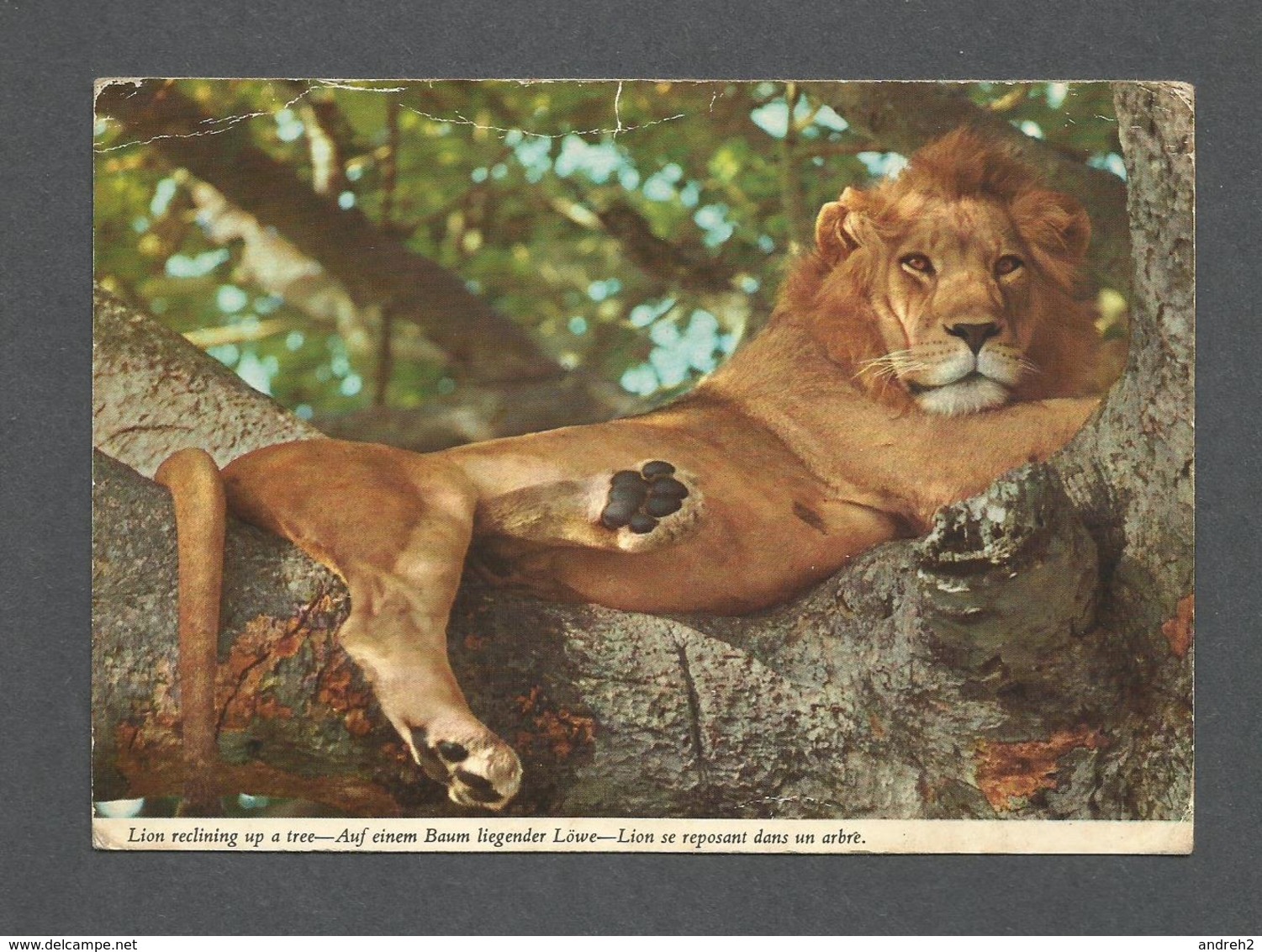 AFRICA - AFRIQUE - ANIMALS - ANIMAUX - LION SE REPOSANT DANS UN ARBRE - PHOTO  BY JOHN HINDE - Non Classés