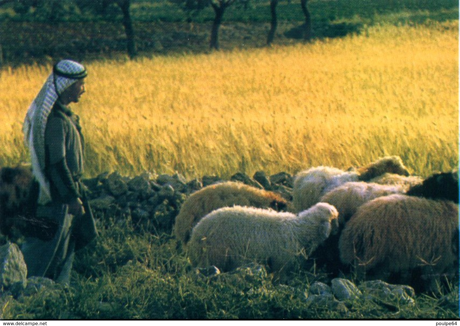 CPM - Bethléem : Champs Des Bergers - Israel