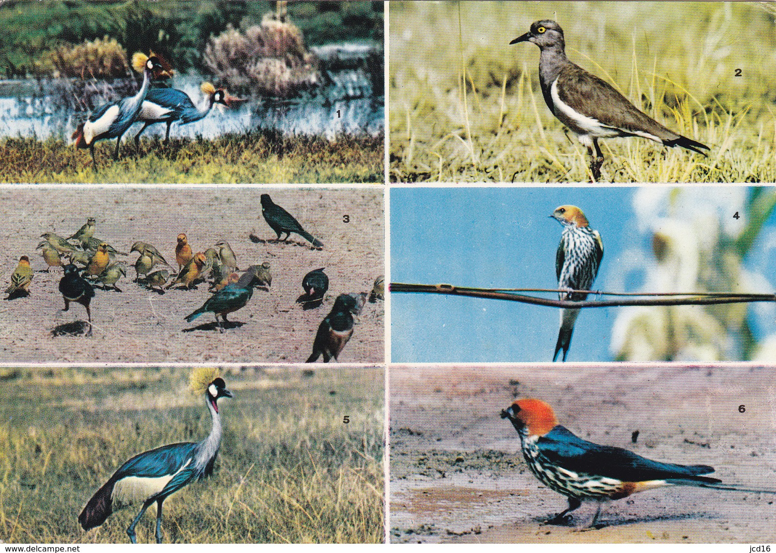 CPM KENYA  African Birds OISEAUX Multivues - Kenya