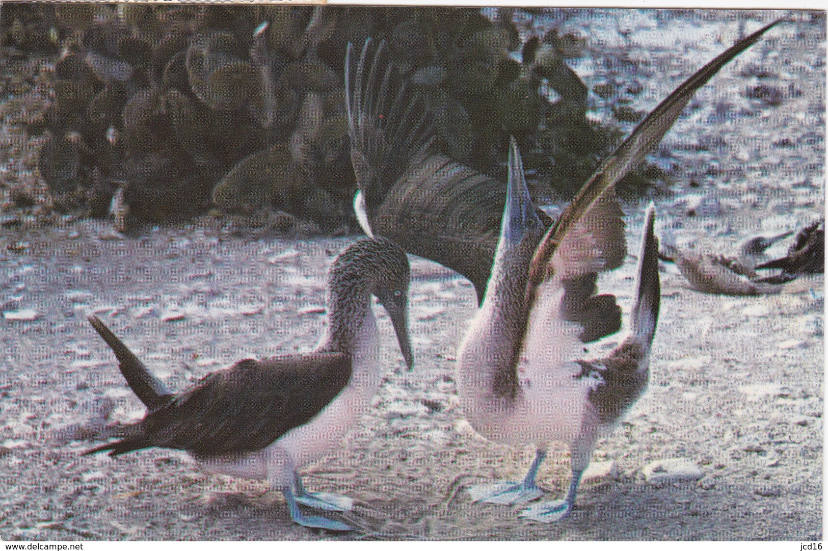 CPM ISLAS GALAPAGOS Ecuador Sud America Oiseaux BEAUX TIMBRES - Equateur