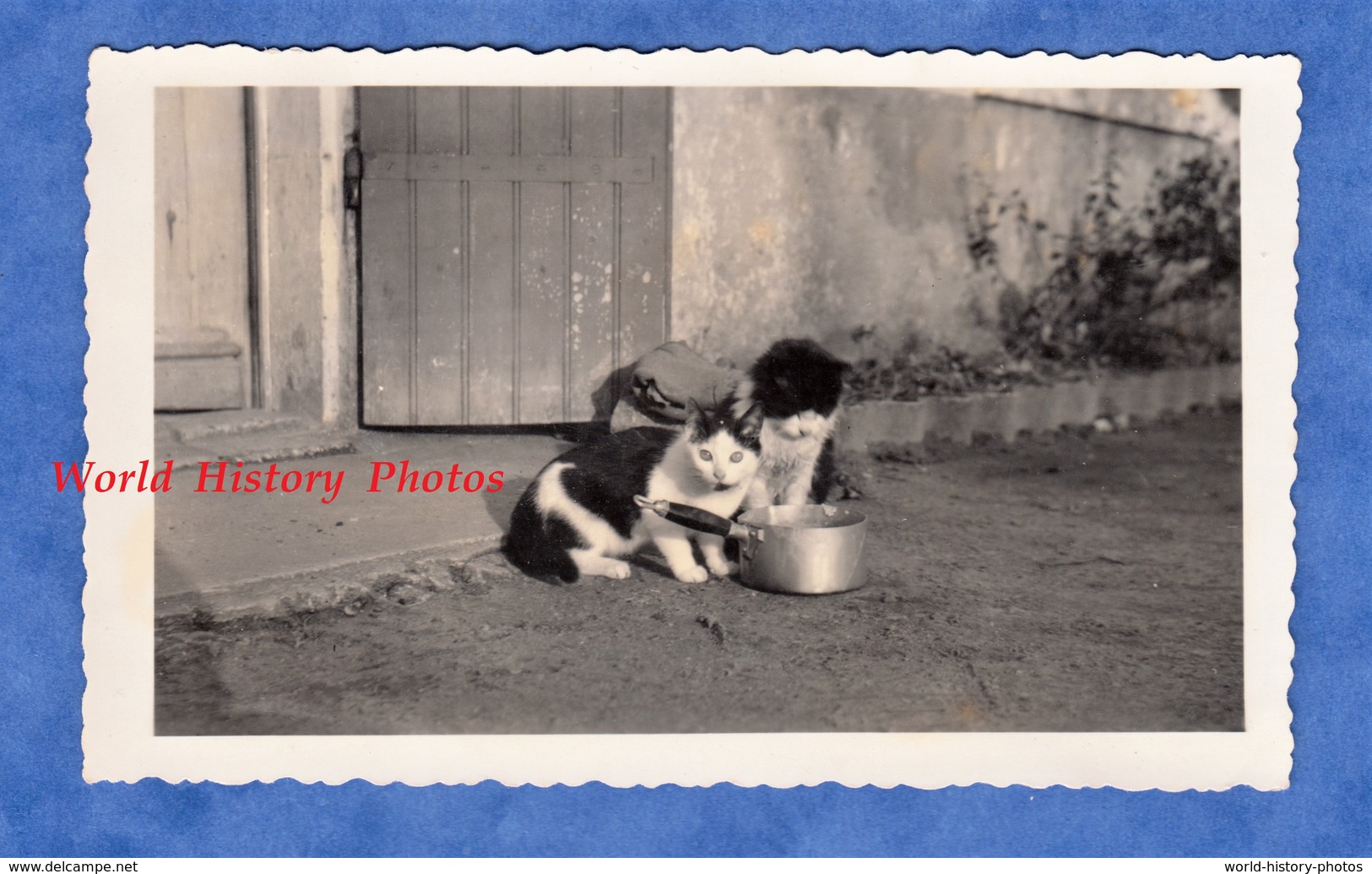 Photo Ancienne Snapshot - Beau Portrait De Chat Autour D'une Casserole - Cat Katze Animal De Compagnie - Objets