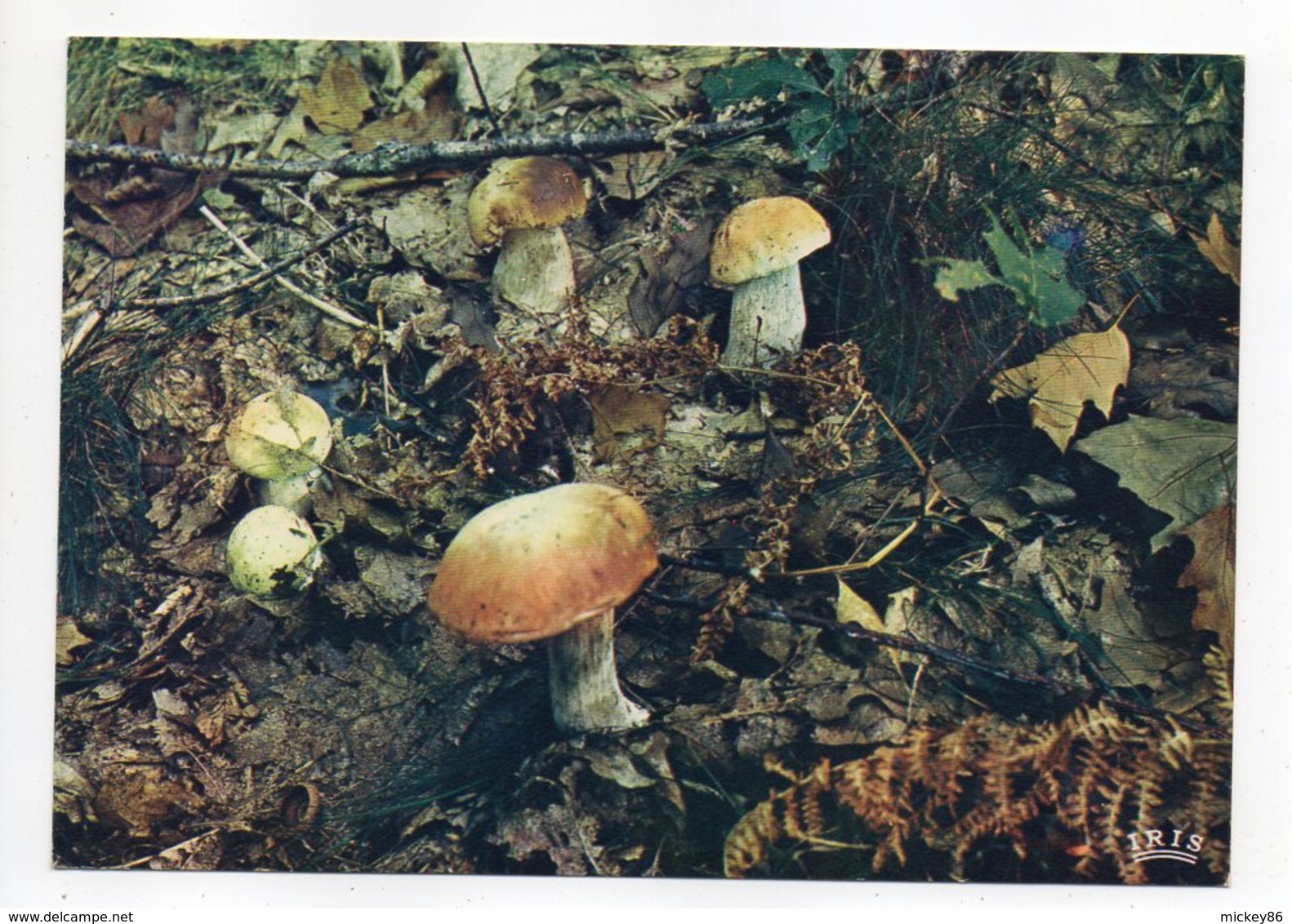 Champignons -- Lot De 2 Cartes .........à Saisir - Champignons