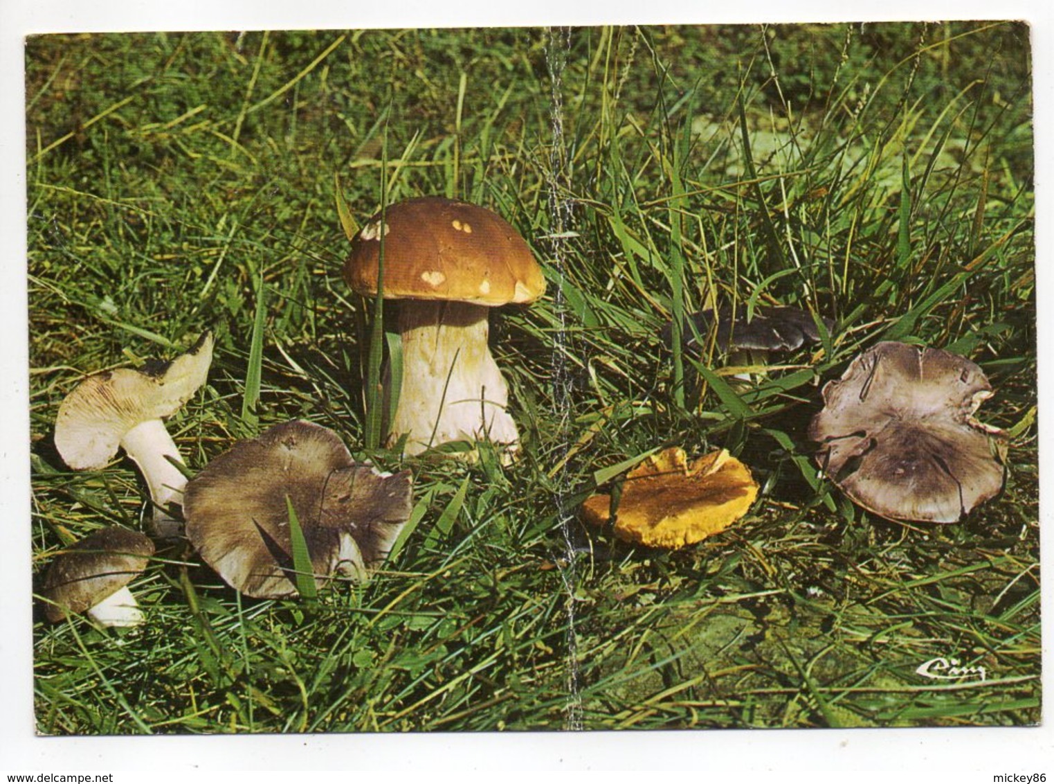 Champignons -- Lot De 2 Cartes .........à Saisir - Champignons