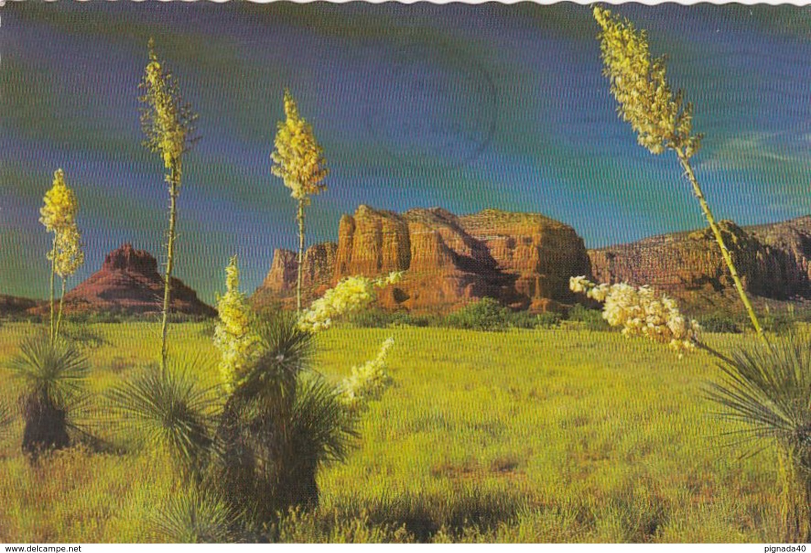 Cp , ÉTATS-UNIS , ALBUQUERQUE , Spanish Bayonet, Desert Yucca, Is  Beautiful Specimens Of Desert Vegetation - Albuquerque