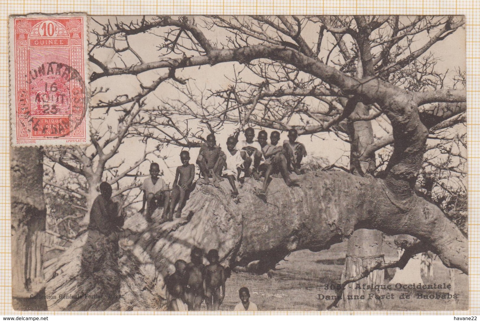 9AL1333 Afrique Occidentale Dans Une Fôret De Baobabs N° 305 De 1923 2 SCANS - Guinée