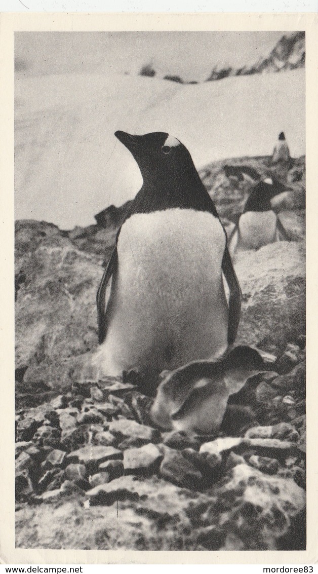 PUB MARINOL PLASMARINE SUR IMPRIME PINGOUIN FALKLAND ISLANDS 1952 POUR BEZIERS - Falkland