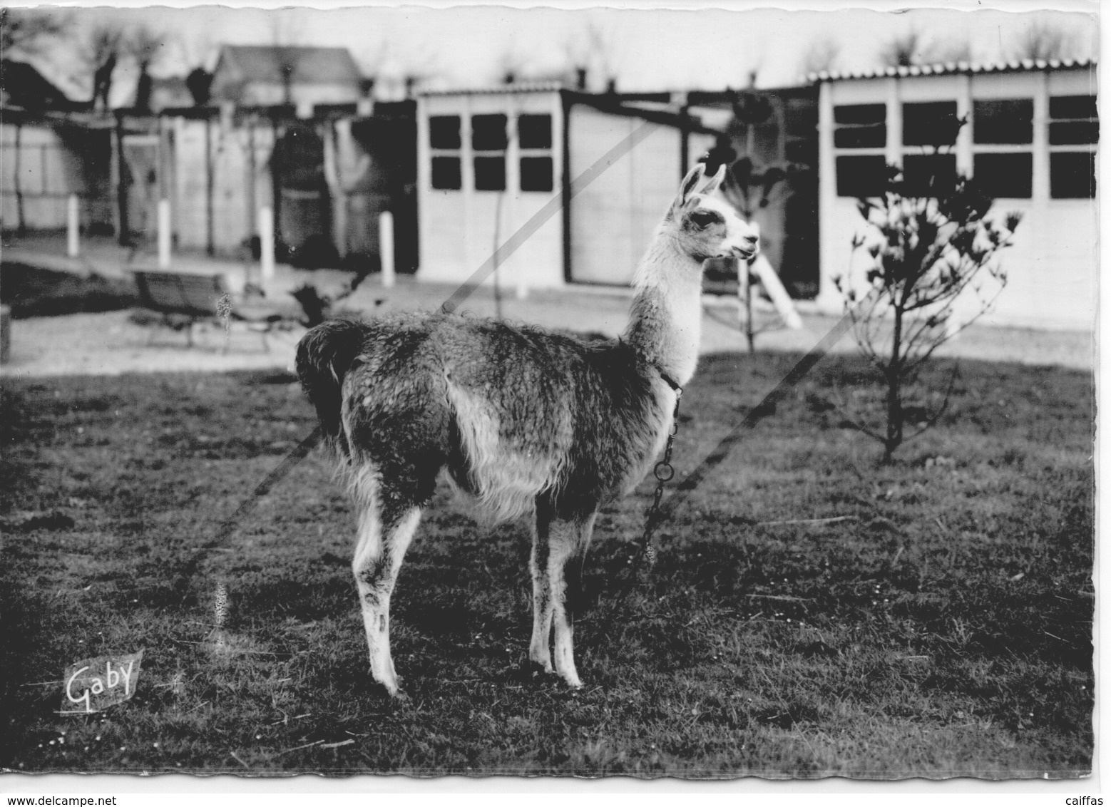 LESSAY ZOO DE LA FOSSE A LA REINE LE LAMA - Sonstige & Ohne Zuordnung