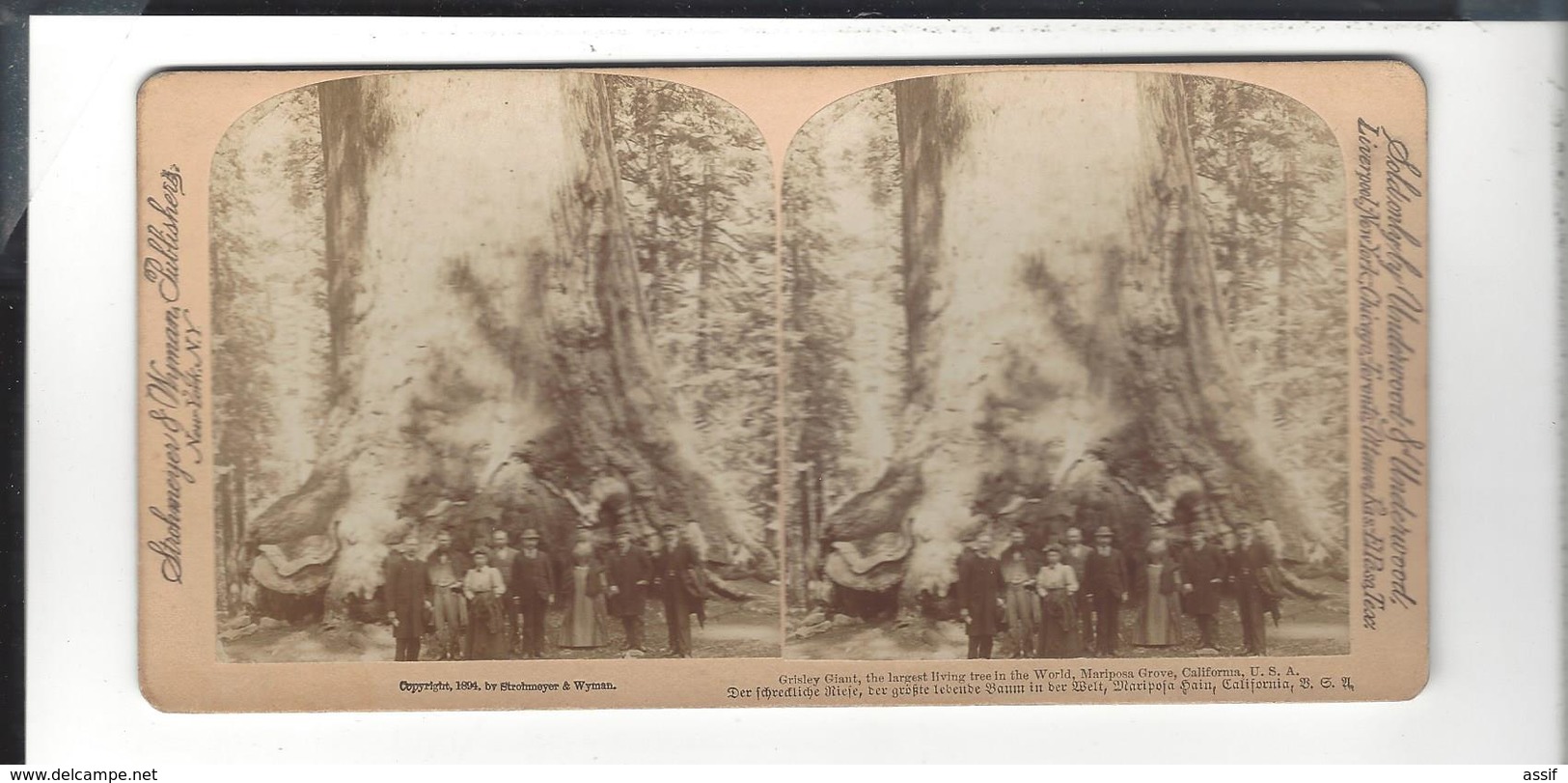 GRISLEY GIANT  The Largest Living Tree In The World , Mariposa Grove , California - Fotos Estereoscópicas