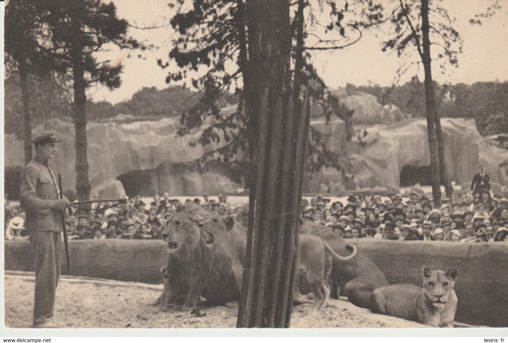 C. P. - TRAVAIL DES LIONS SUR LEUR PLATEAU - MUSÉUM NATIONAL D'HISTOIRE NATURELLE - PARC ZOOLOGIQUE DU BOIS DE VINCENNES - Leeuwen