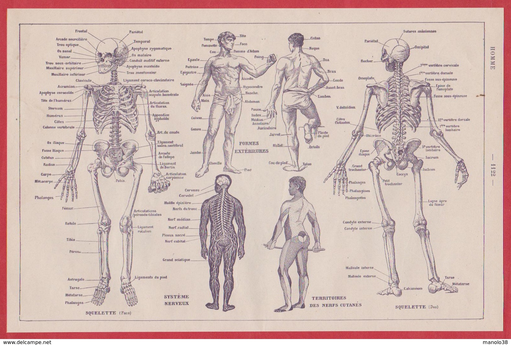 Homme. Écorché, Circulation Du Sang, Lymphatique, Recto. Squelette, Système Nerveux..., Verso. Larousse 1920 - Non Classés