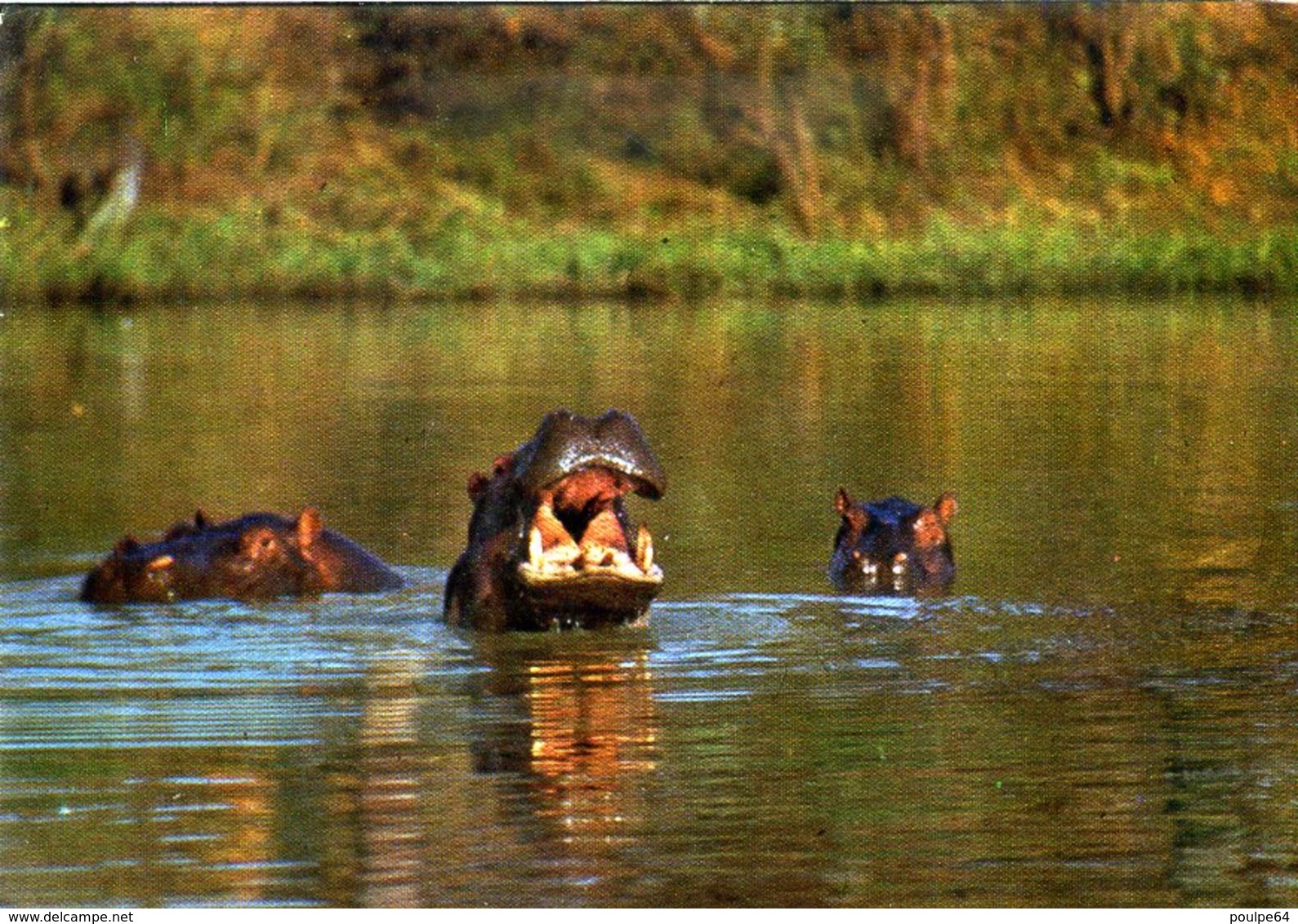 CPM - Hippopotames - Niger