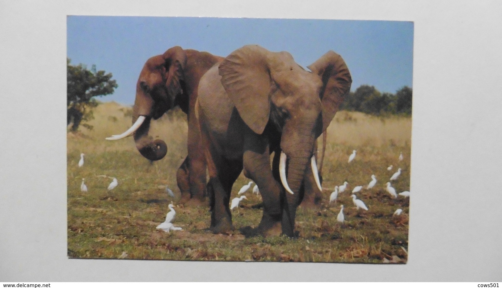 CPA ::Afrique > Kenya :Wildlife :Elephants - Kenia