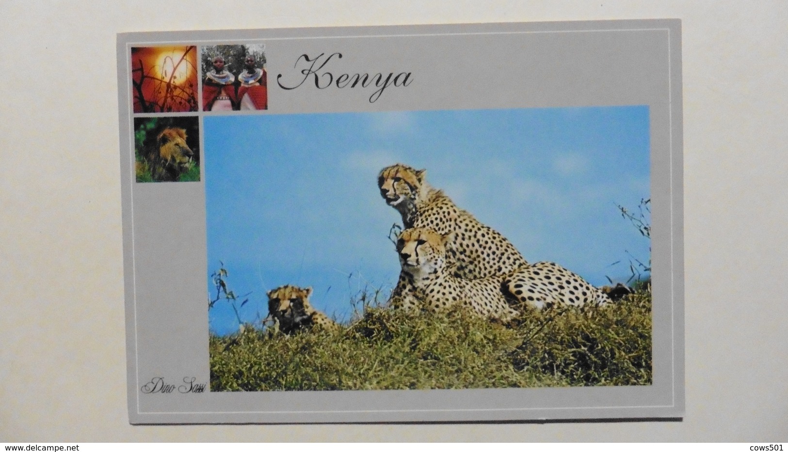 CPA ::Afrique > Kenya :Wildlife :Of Kenya   :Cheetah Family - Kenya