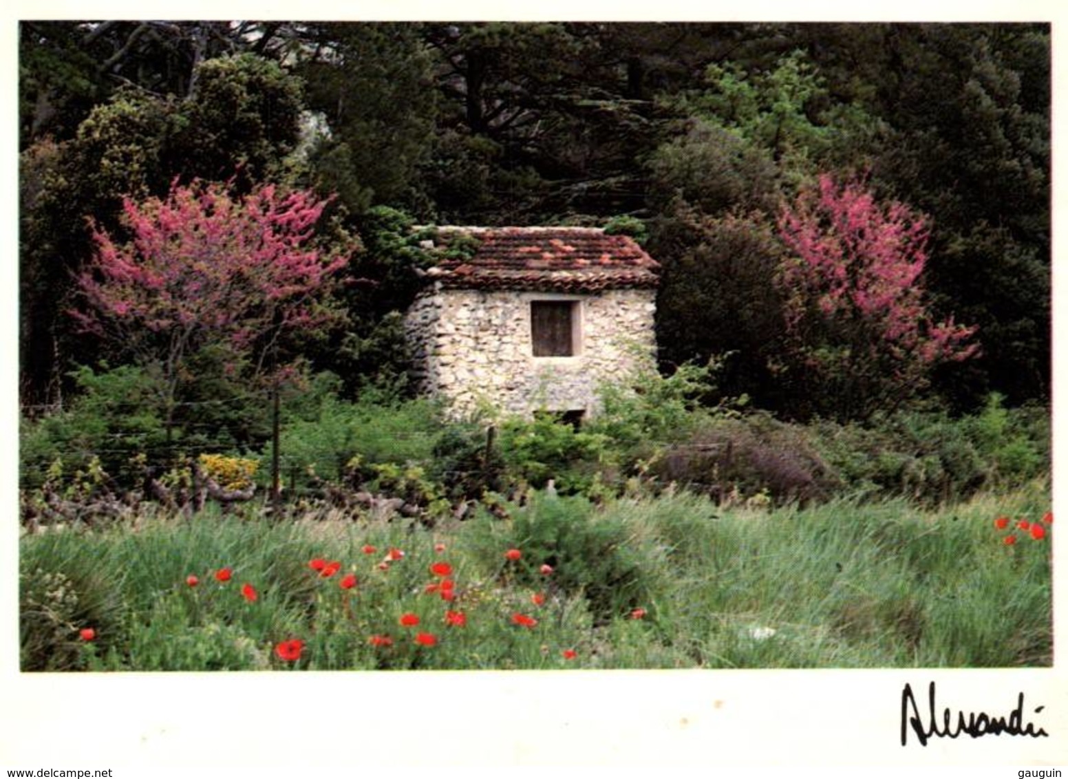 CPM - Photo ALESSANDRI - Provence - St Hyppolyte Le Graveyron - Cabanon Fleuri - Edition Images & Lumières / N°89-172 - Autres & Non Classés