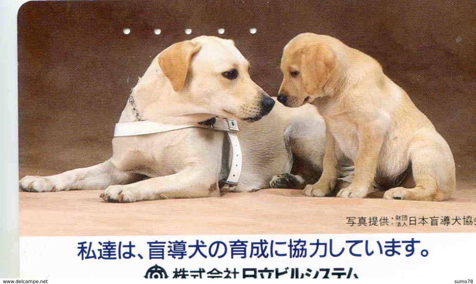 CHIEN - DOG - Télécarte Japon - Cars