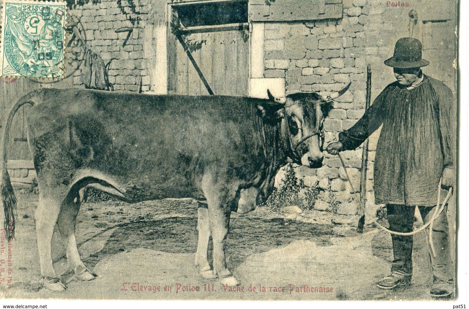 79 - Parthenay : L' Elevage En Poitou - Vache De La Race Parthenaise - Parthenay