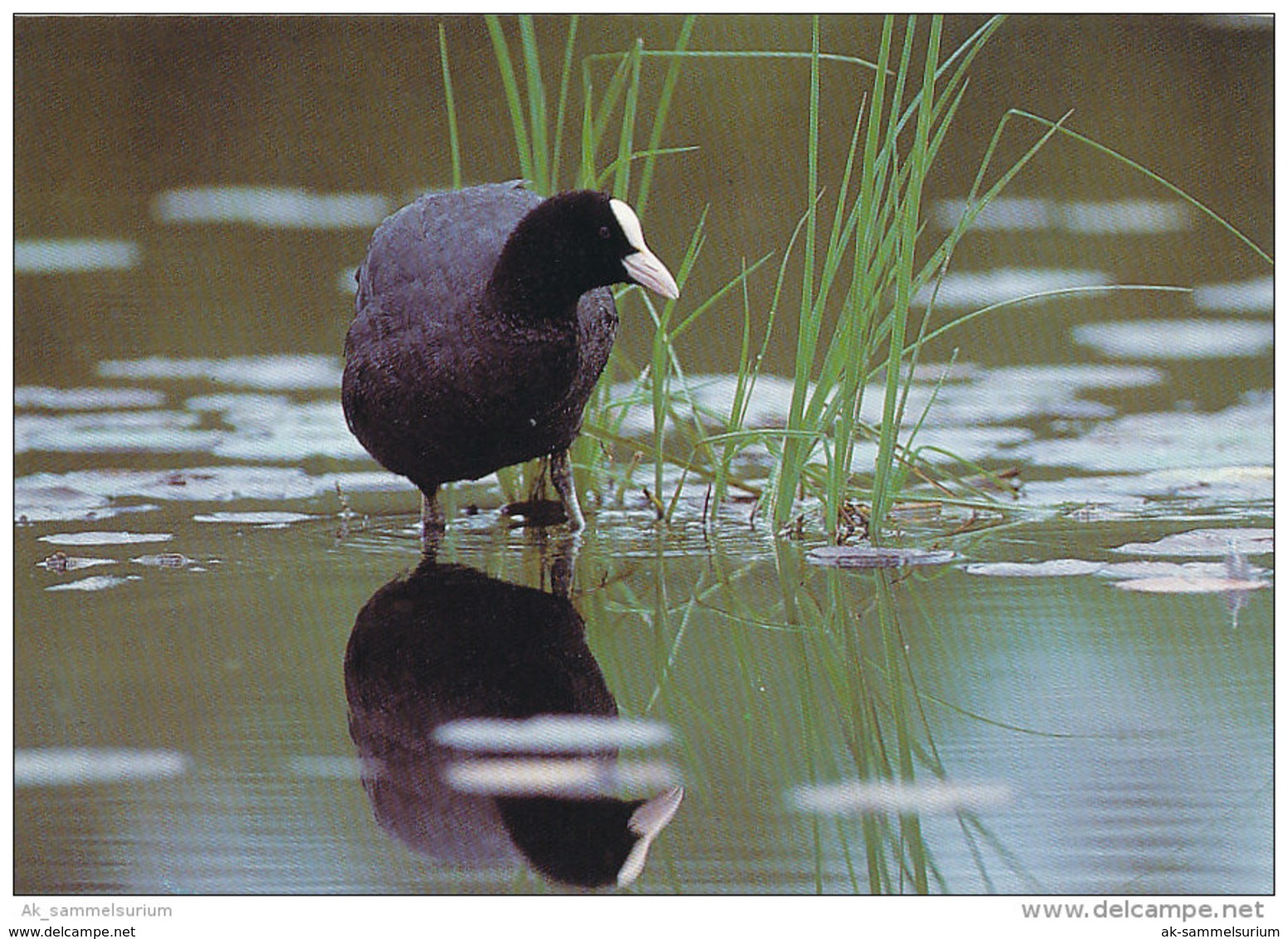 Tiere / Animals: Blässhuhn (D-A176) - Oiseaux