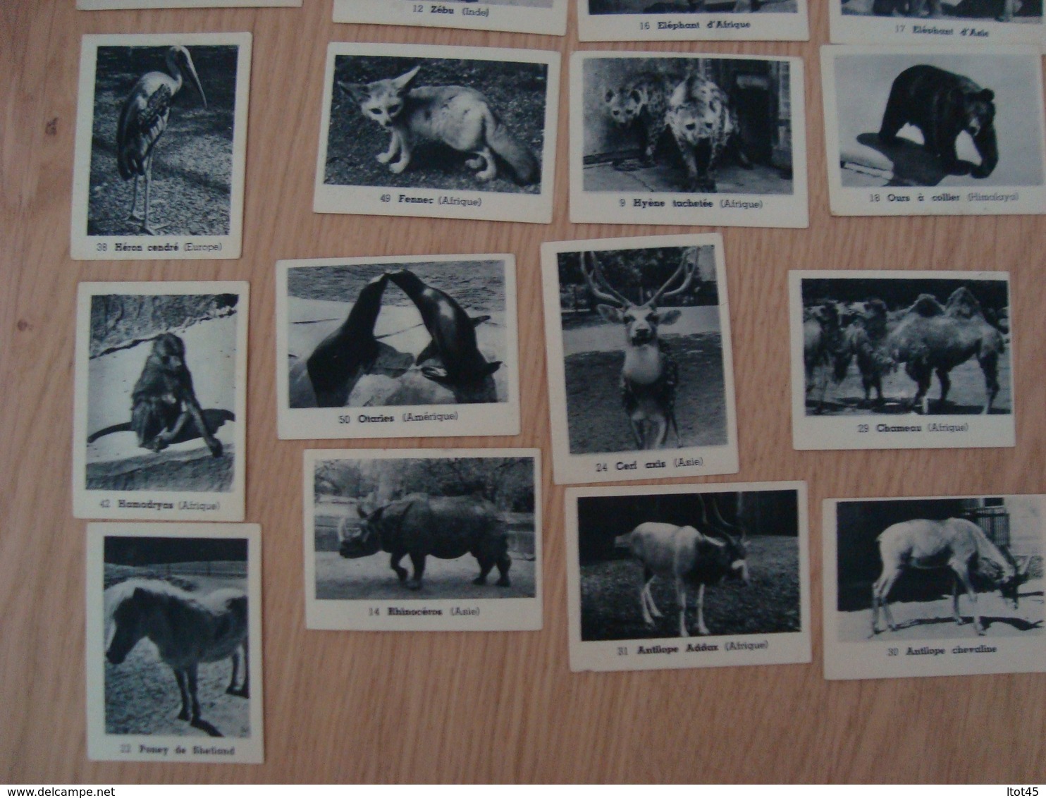 LOT DE 40 IMAGES ANIMAUX ZOO - Andere & Zonder Classificatie