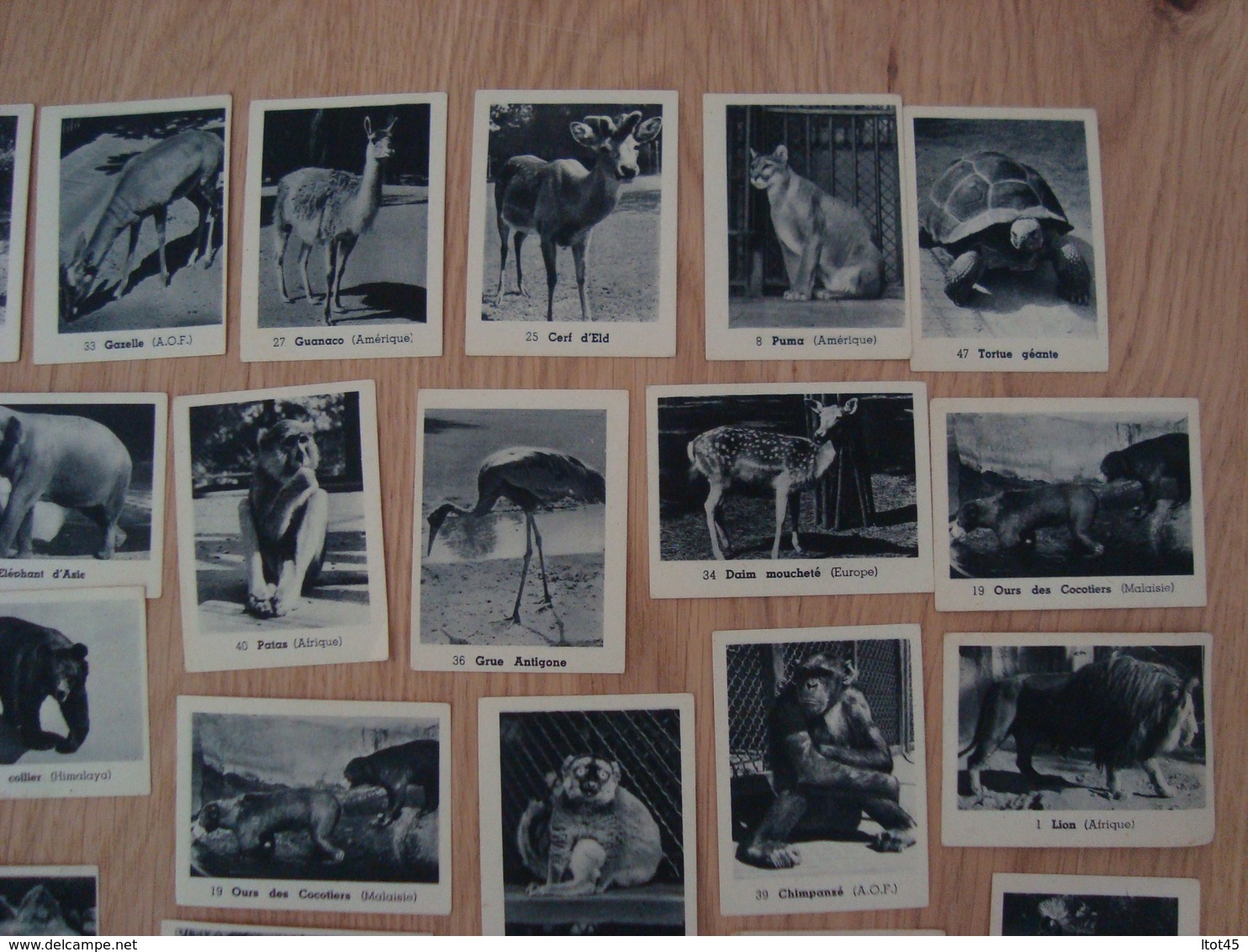 LOT DE 40 IMAGES ANIMAUX ZOO - Andere & Zonder Classificatie