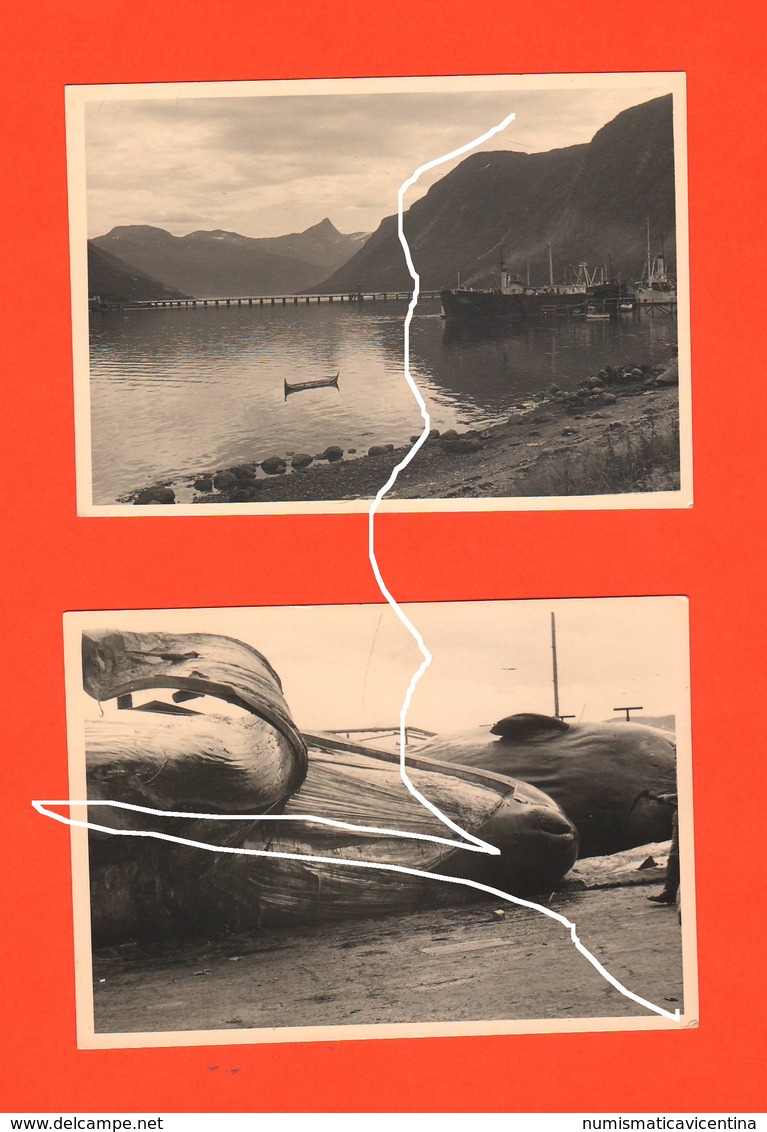 Tromsø Narvick Norvegia Norge Balene Capodogli 1954 Whales Sperm Whales Cachalots Baleines Cachalots Pesca - Luoghi