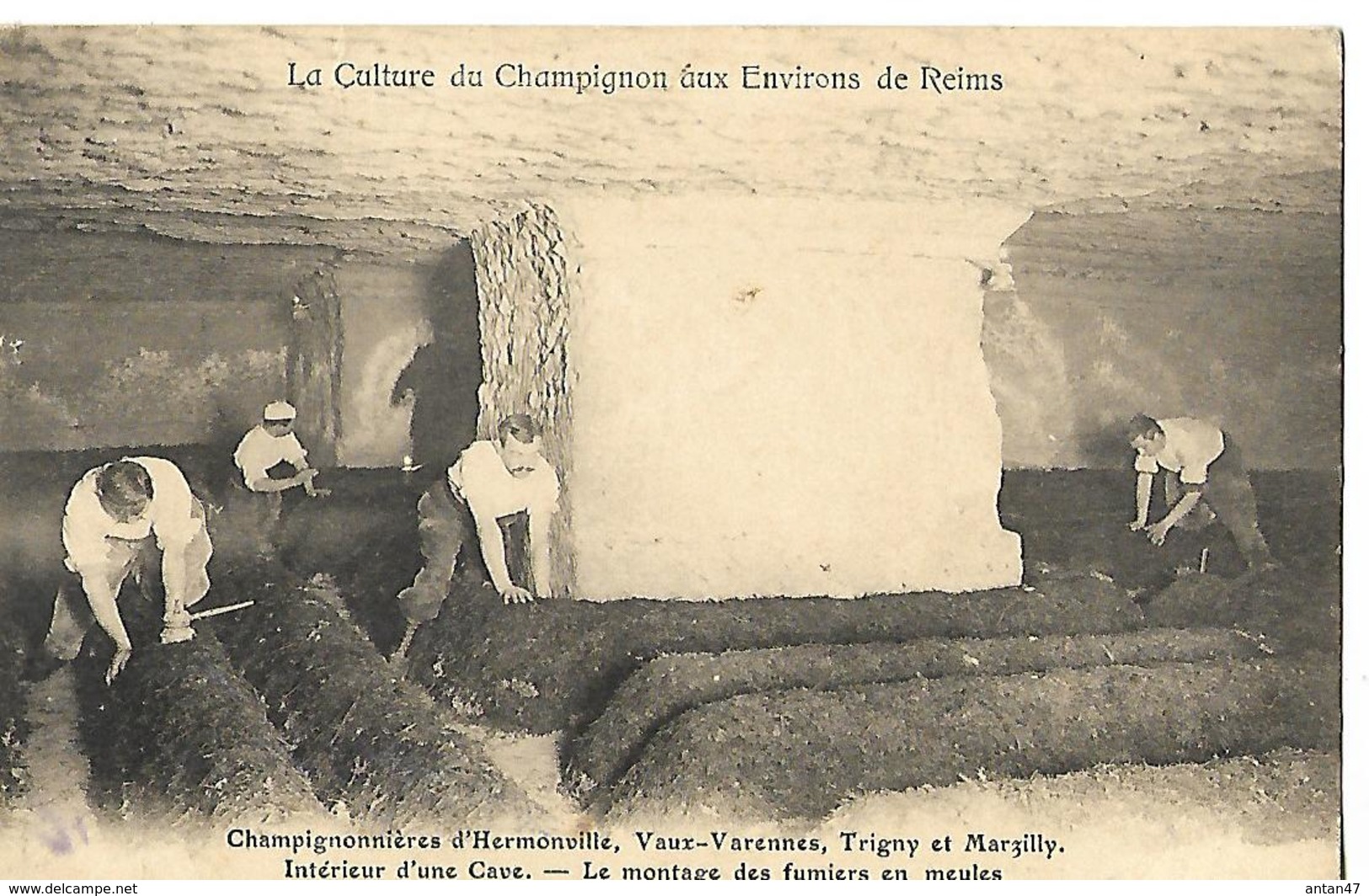 CPA Animée 1910 / 51 Reims, Vaux-Varennes, Trigny, Marzilly / Champignonnières D'Hermonville / Montage Fumiers En Meules - Reims