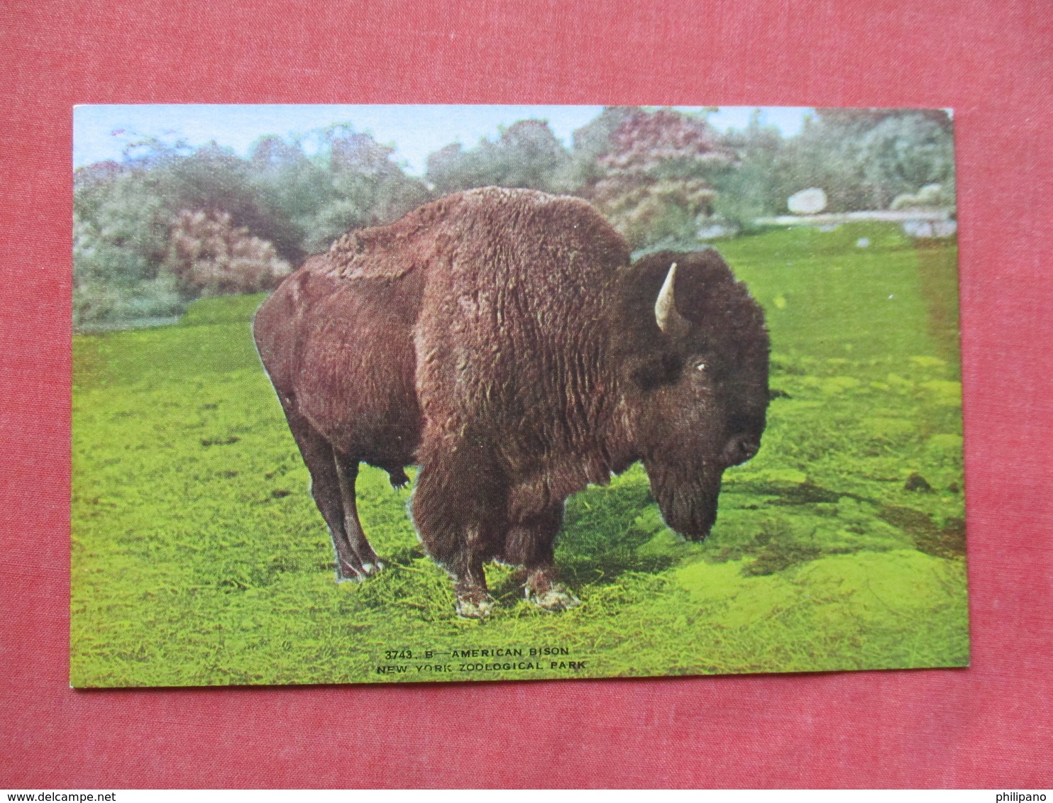 American Bison     NY Zoo      Ref 3381 - Other & Unclassified