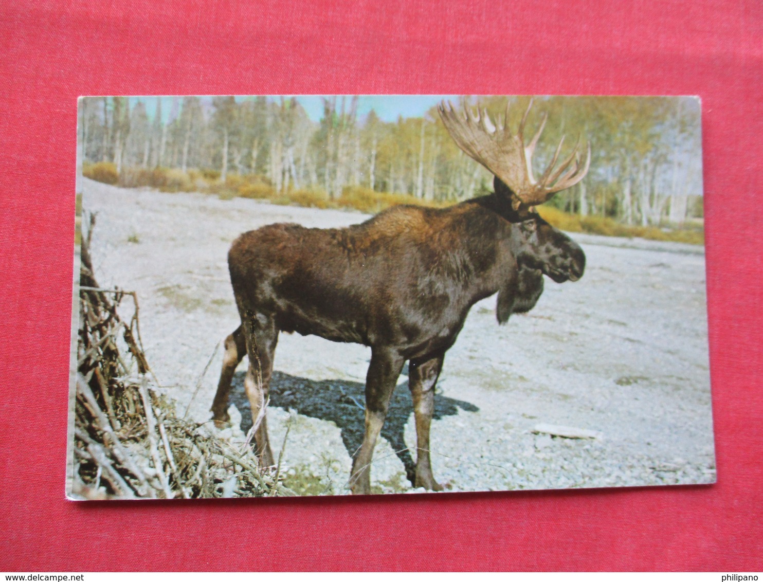 Blue Moose       Largest Member Of Deer Family      Ref 3382 - Other & Unclassified