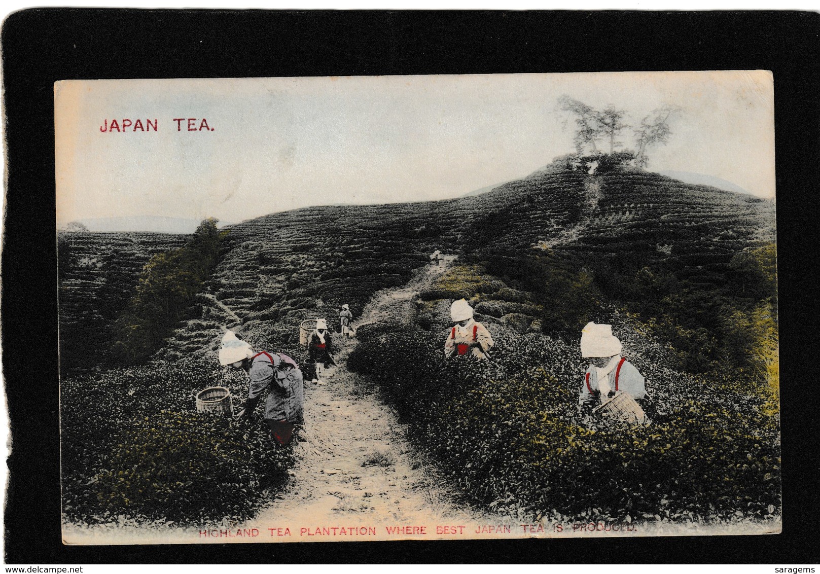 Japan-Highland Tea Plantation "Where The Best Japan Tea Is Produced" 1916 - Antique Postcard - Autres & Non Classés