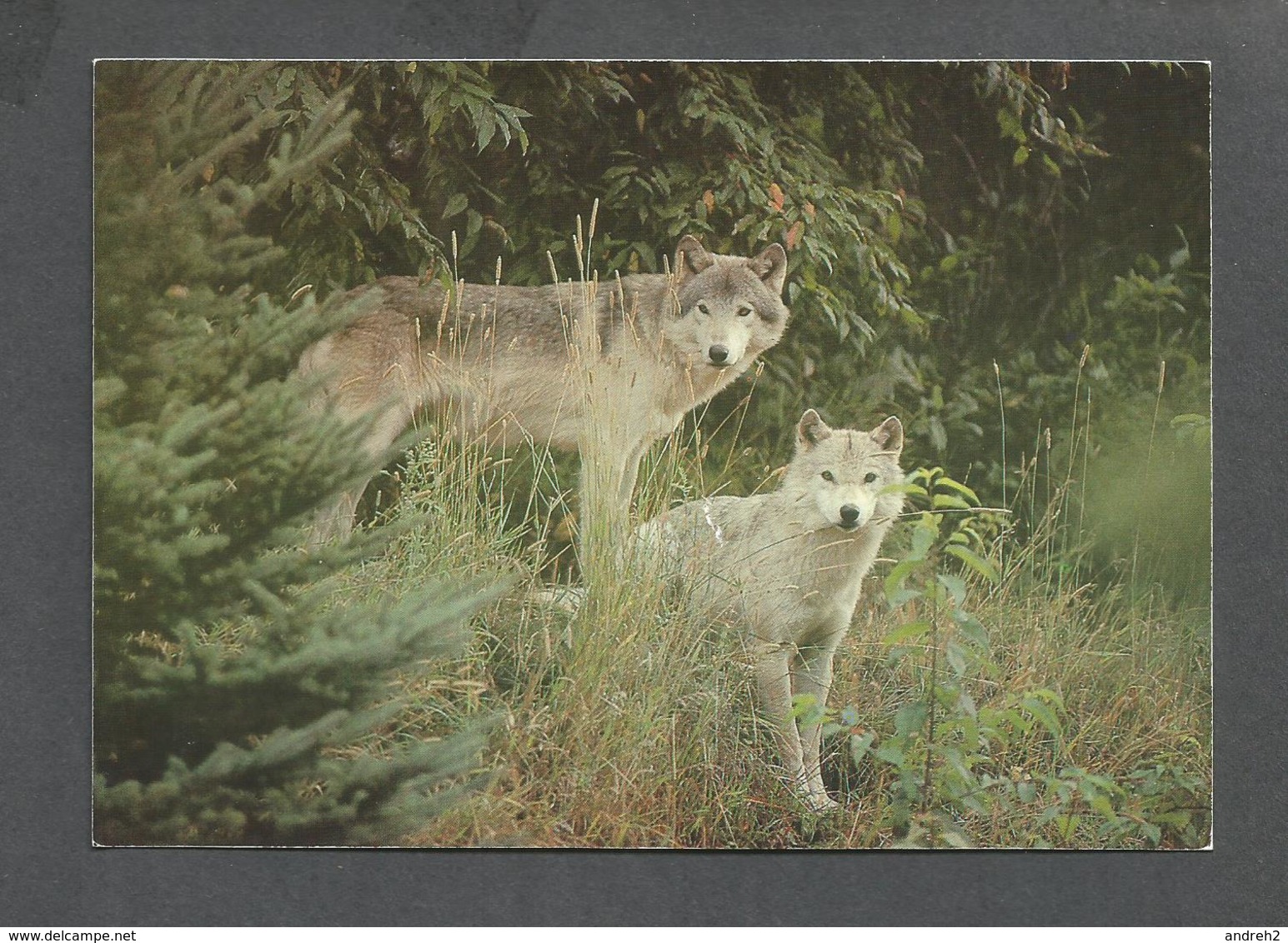 ANIMAUX - ANIMALS - 2  LOUPS DANS LA NATURE - WOLF - 17 X 12 Cm - 6¾ X 4¾ Po - PHOTO F.KLUS MLCP - Autres & Non Classés