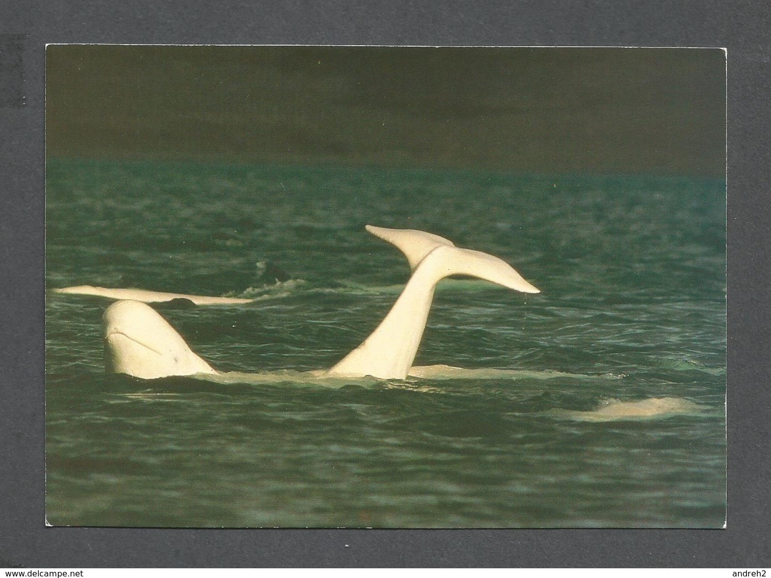 ANIMAUX - ANIMALS - BELUGA DANS LE GOLFE DU SAINT LAURENT - 17 X 12 Cm - 6¾ X 4¾ Po - PHOTO F.BRUEMMER - Poissons Et Crustacés