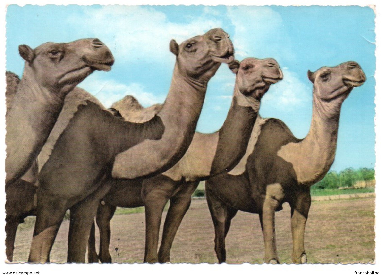 LIBAN/LEBANON - CHAMEAUX / CAMELS (GULBENK TRADING CO.) / CIRCULATED FROM SAUDI ARABIA / DHAHRAN AIRPORT CANCEL - 1963 - Libanon