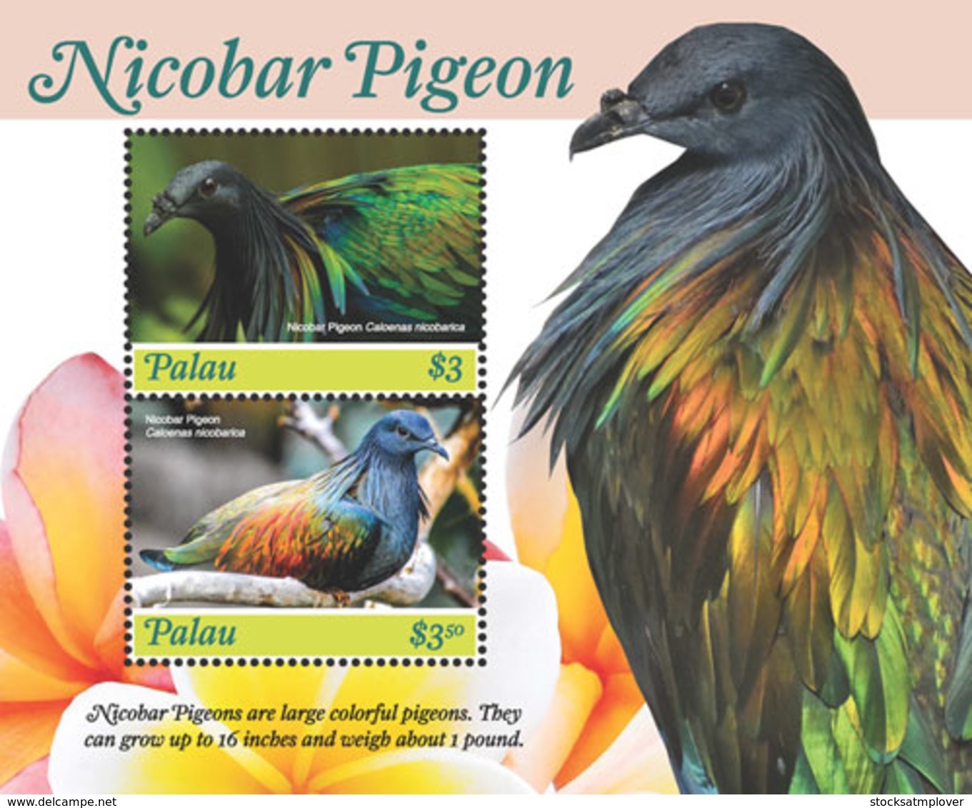 Palau 2018 Fauna Nicobar Pigeon I201901 - Palau