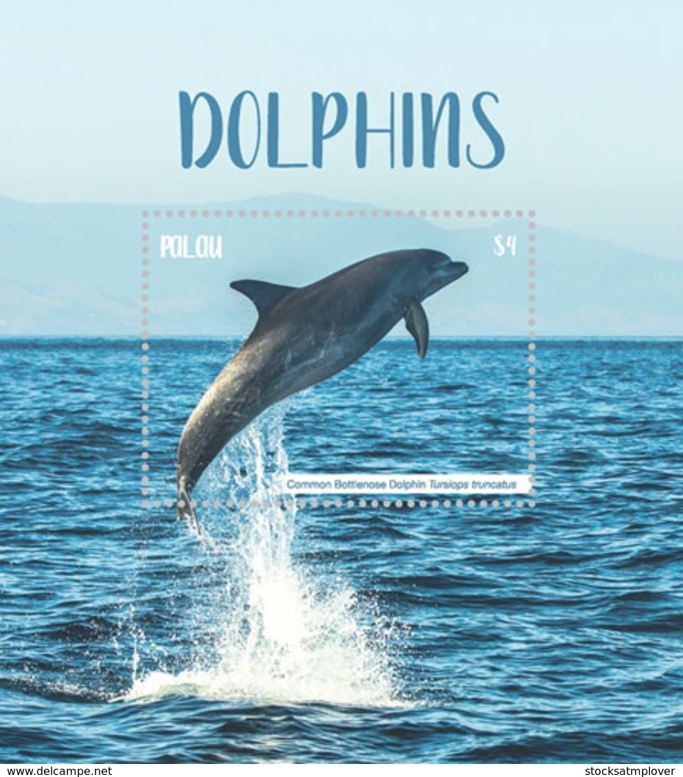 Palau 2018 Fauna Dolphins  I201901 - Palau