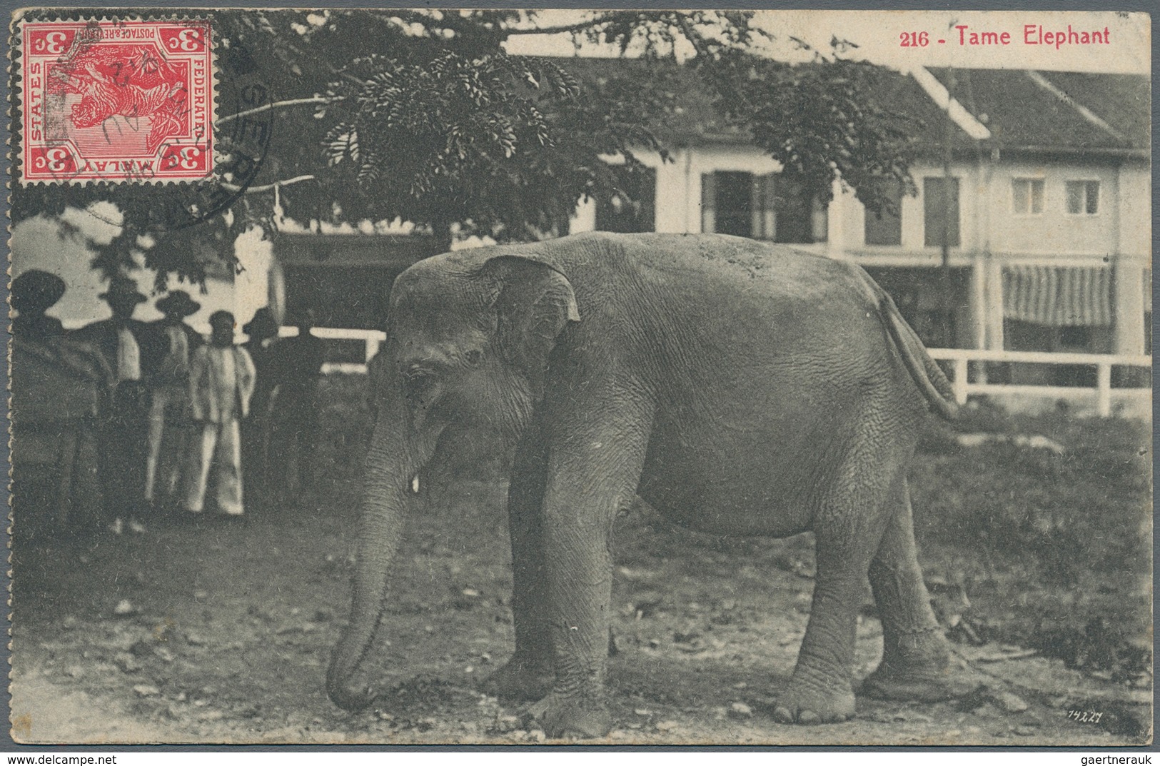 Malaiischer Staatenbund: 1912, Ppc "Elephant" From SEREMBAN 3 AU 1912 To St. Gallen, Switzerland. Wi - Federated Malay States