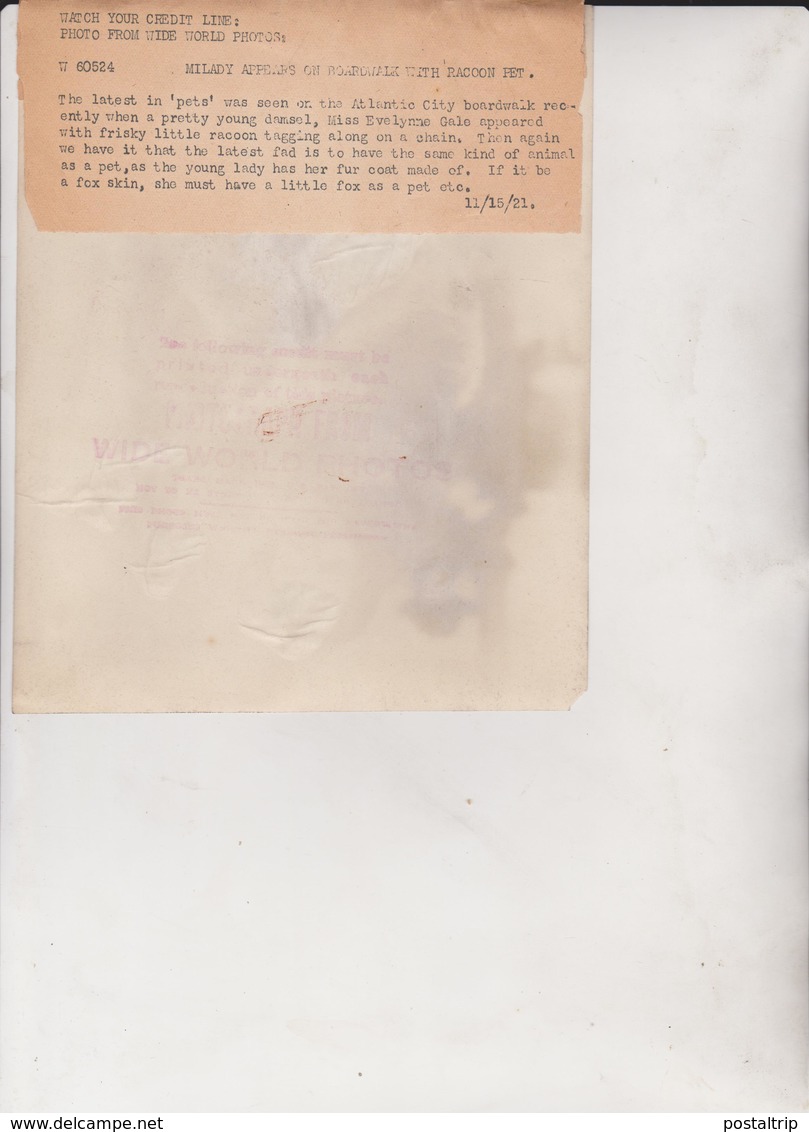 RACOON PET MILADY ATLANTIC CITY EVELYNNE GALE ZOO ANIMAUX ANIMALS ANIMALES   19 * 15 CM Fonds Victor FORBIN 1864-1947 - Zonder Classificatie