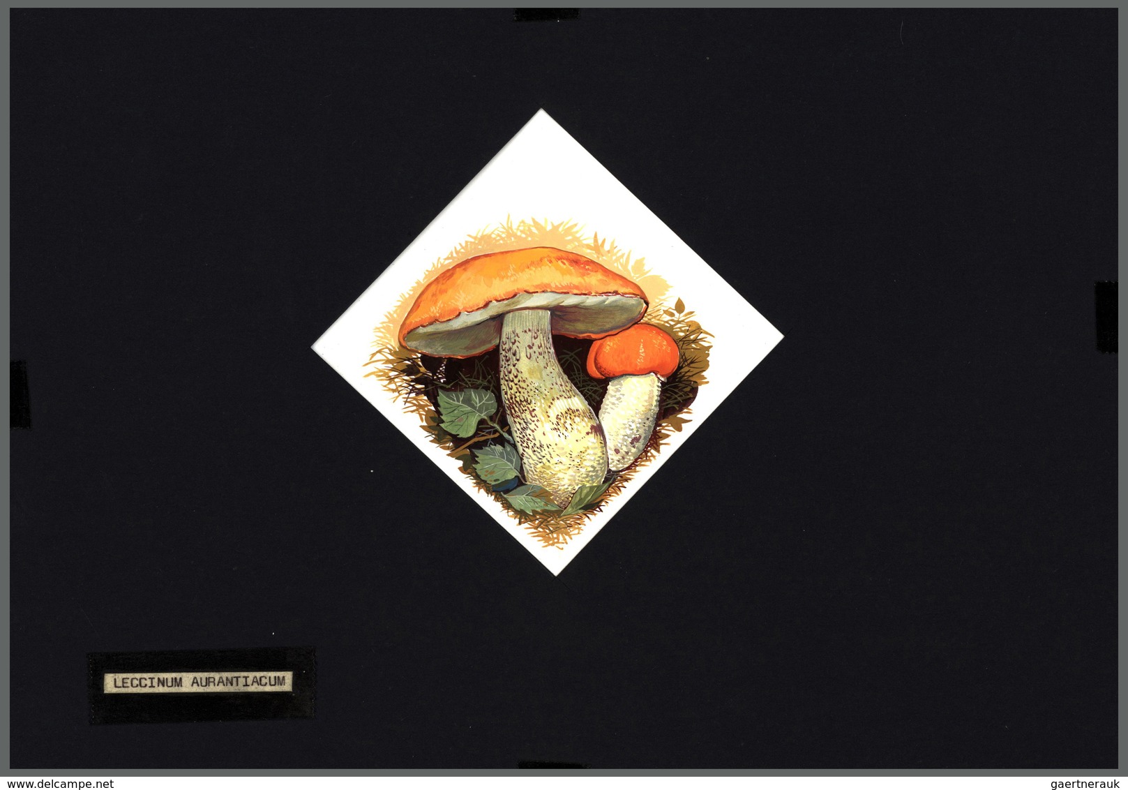 Thematik: Pilze / Mushrooms: 1994, MOLDOVA: Mushrooms Set Of Six Different Original HANDPAINTED ARTW - Paddestoelen