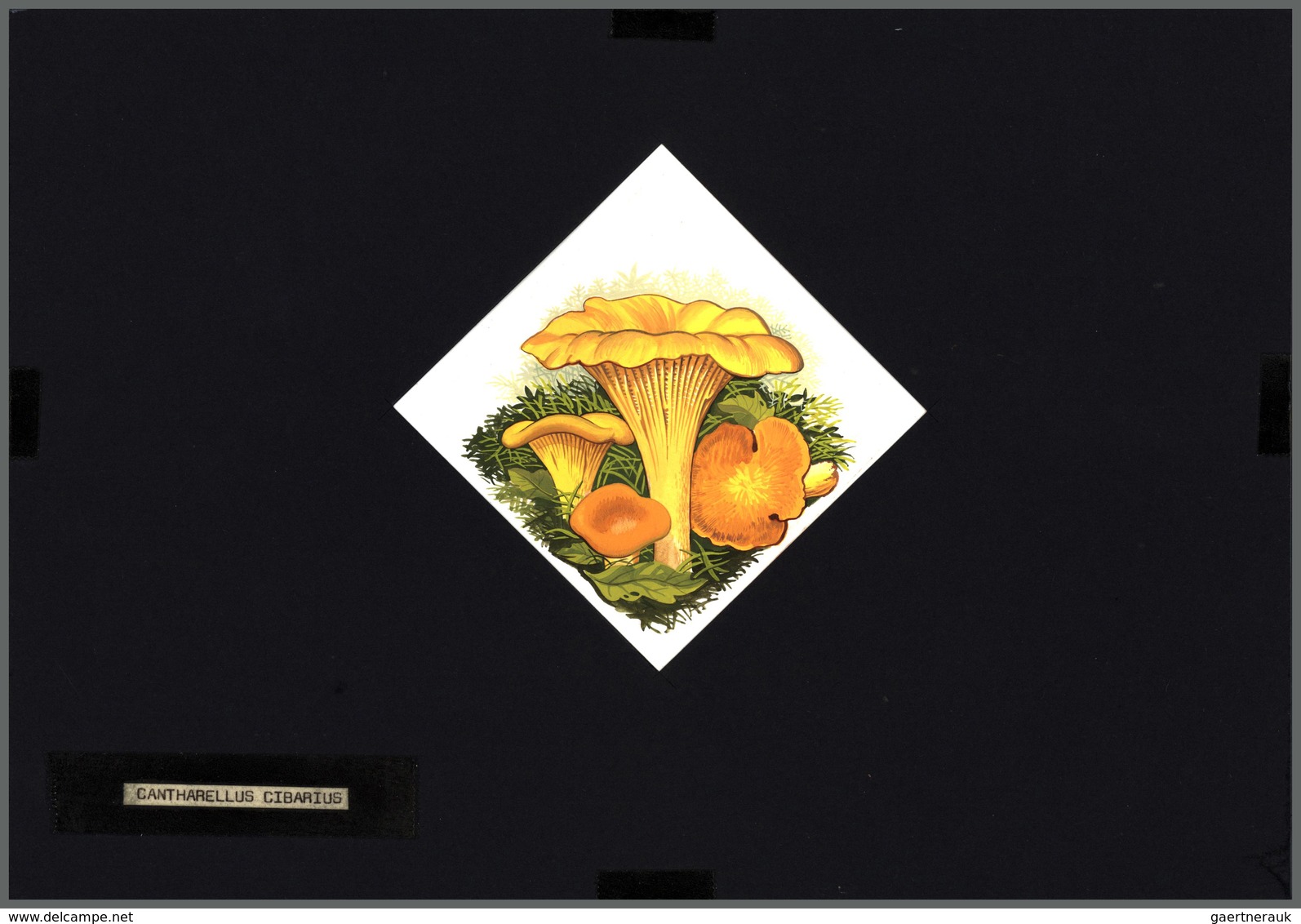 Thematik: Pilze / Mushrooms: 1994, MOLDOVA: Mushrooms Set Of Six Different Original HANDPAINTED ARTW - Mushrooms