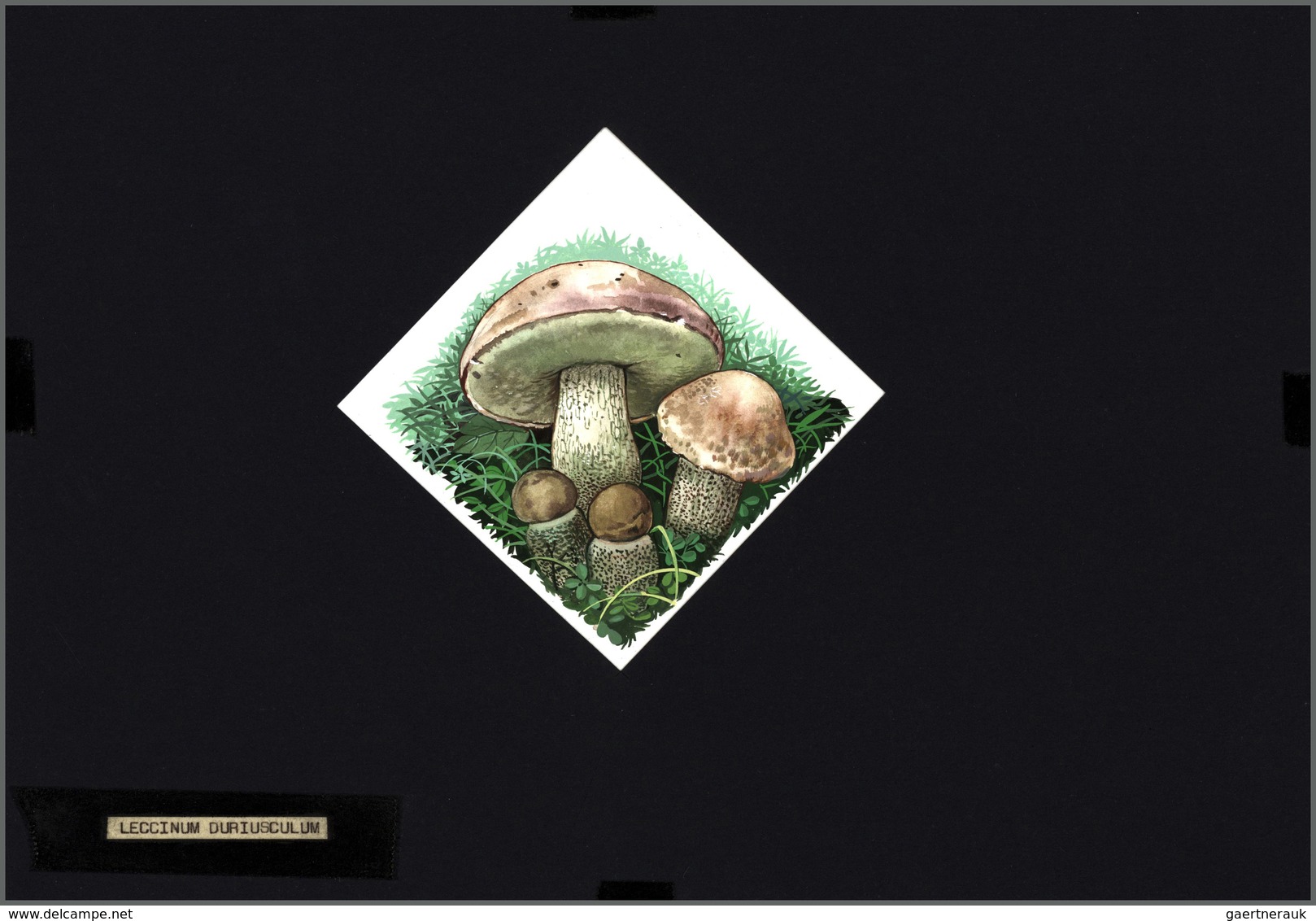 Thematik: Pilze / Mushrooms: 1994, MOLDOVA: Mushrooms Set Of Six Different Original HANDPAINTED ARTW - Paddestoelen