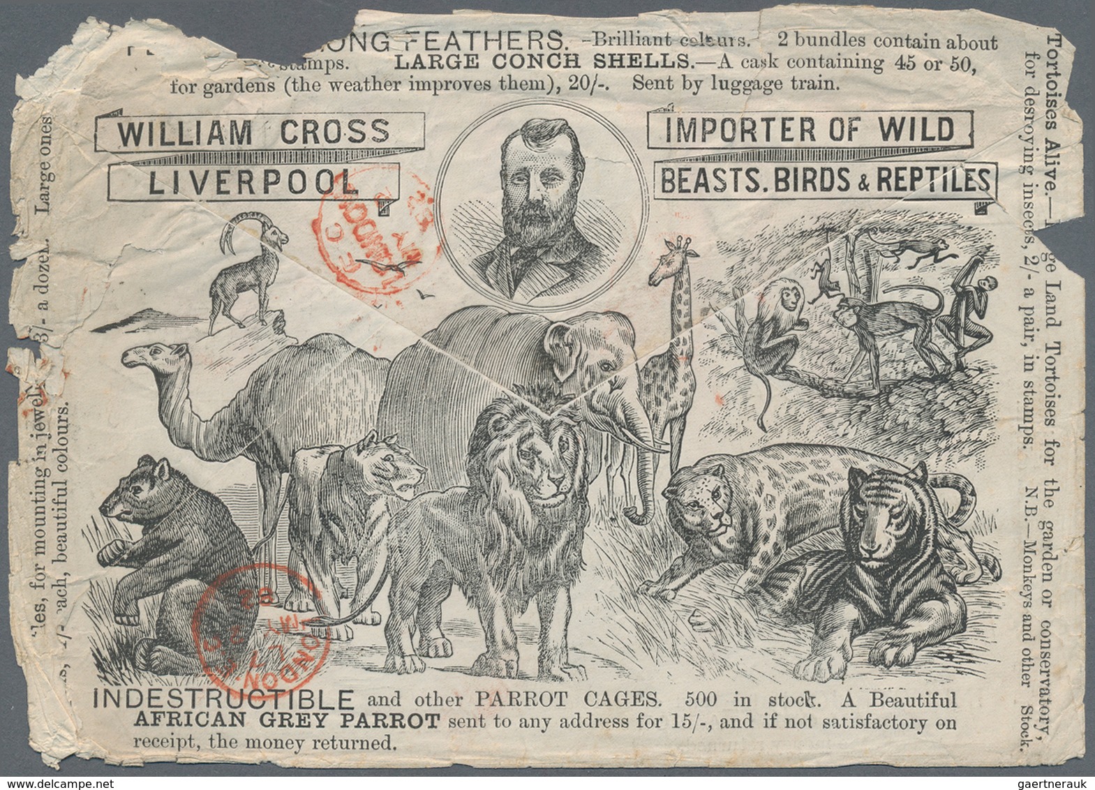 Thematik: Tiere- Exotische Tiere / Animals-exotic Animals: 1882, Illustrated Envelope Advertisng "Wi - Other & Unclassified