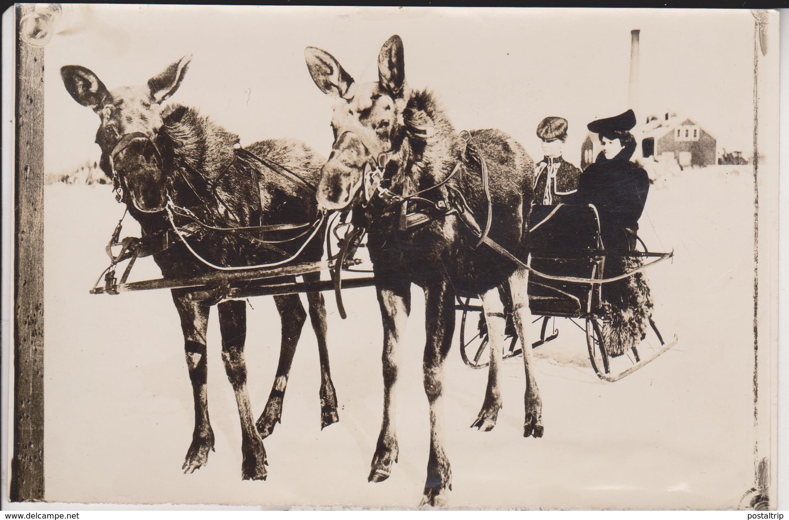 CANADA MOOSES ATTELAGE CART ANIMAUX ANIMALS ANIMALES   16*11CM Fonds Victor FORBIN 1864-1947 - Otros & Sin Clasificación