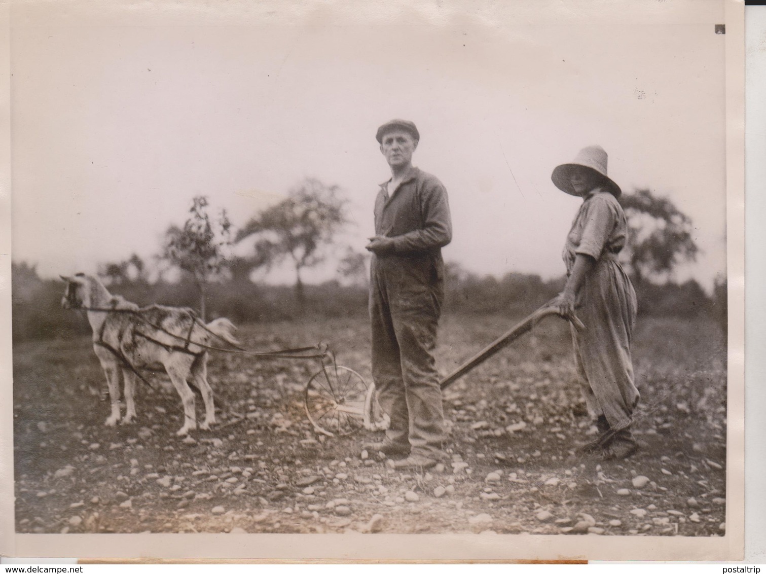 GOAT SCHENECTADY NEW YORK  FARM ATTELAGE CART ANIMAUX ANIMALS ANIMALES   20*15CM Fonds Victor FORBIN 1864-1947 - Profesiones