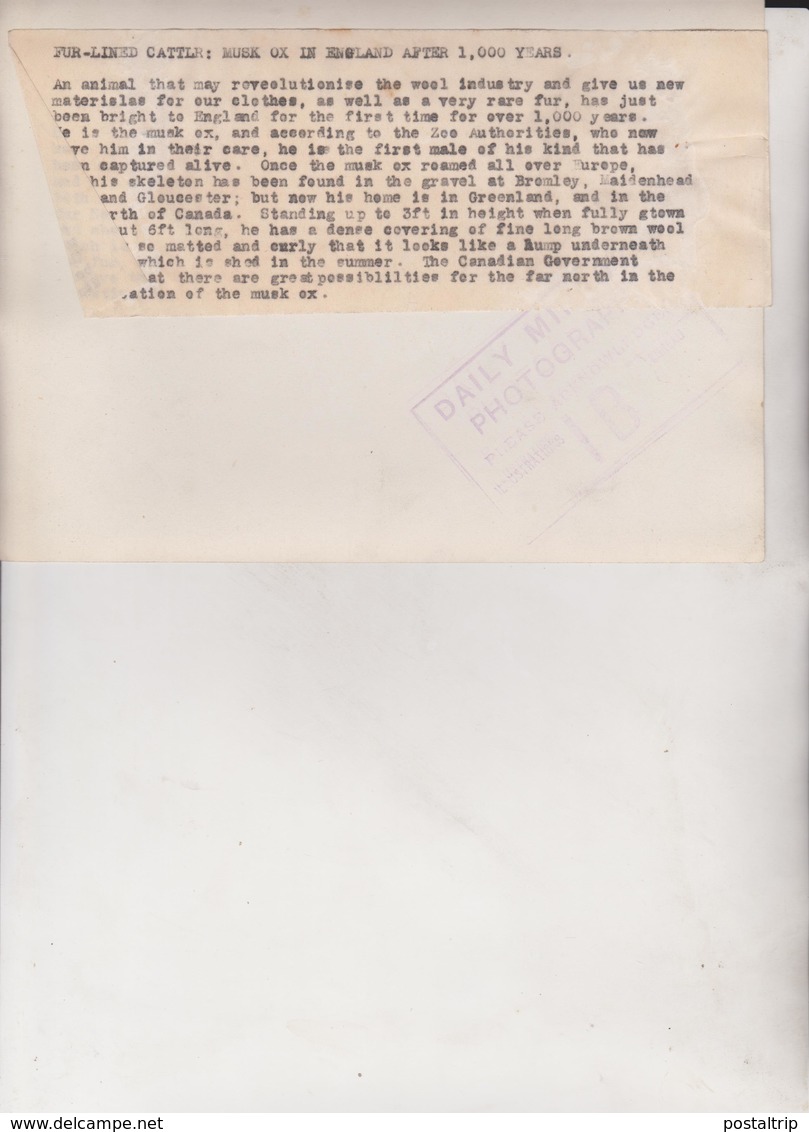 MUSK OX ENGLAND  ANIMAUX ANIMALS ANIMALES 20*15CM Fonds Victor FORBIN 1864-1947 - Otros & Sin Clasificación