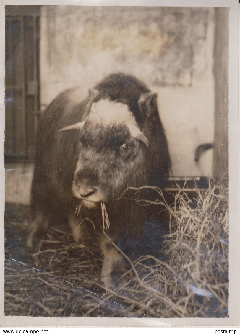 FUR LINED CATTLE MUSK OX ENGLAND  ANIMAUX ANIMALS ANIMALES 20*15CM Fonds Victor FORBIN 1864-1947 - Otros & Sin Clasificación